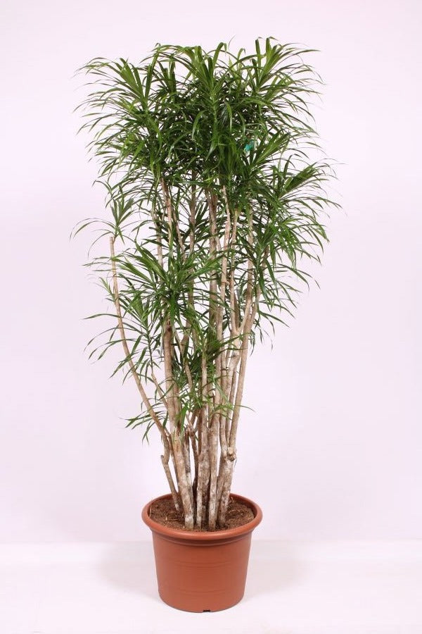 Dracaena ref. Anita 200cm 45cm Pot