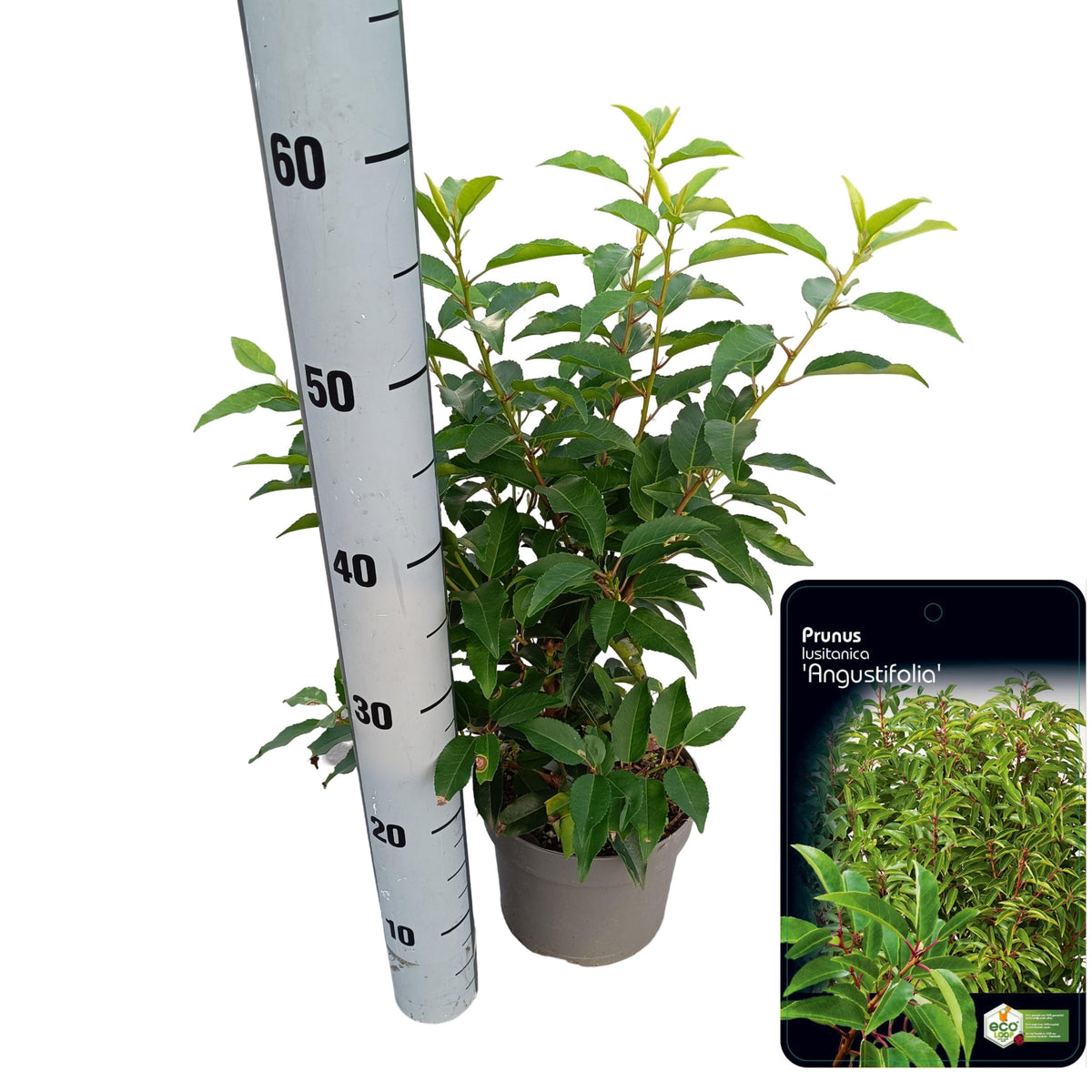Prunus lusitanica Angustifolia 50cm 17cm Pot