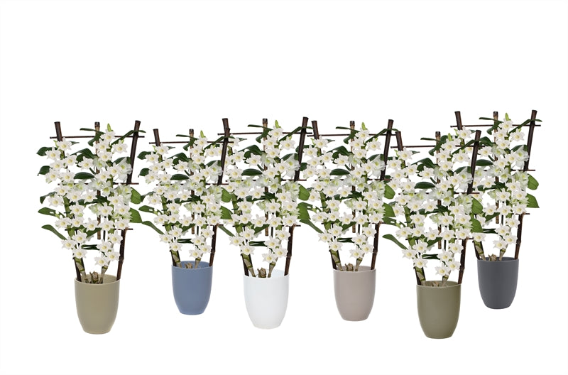Dendrobium nobile white bow 50cm 12cm Pot