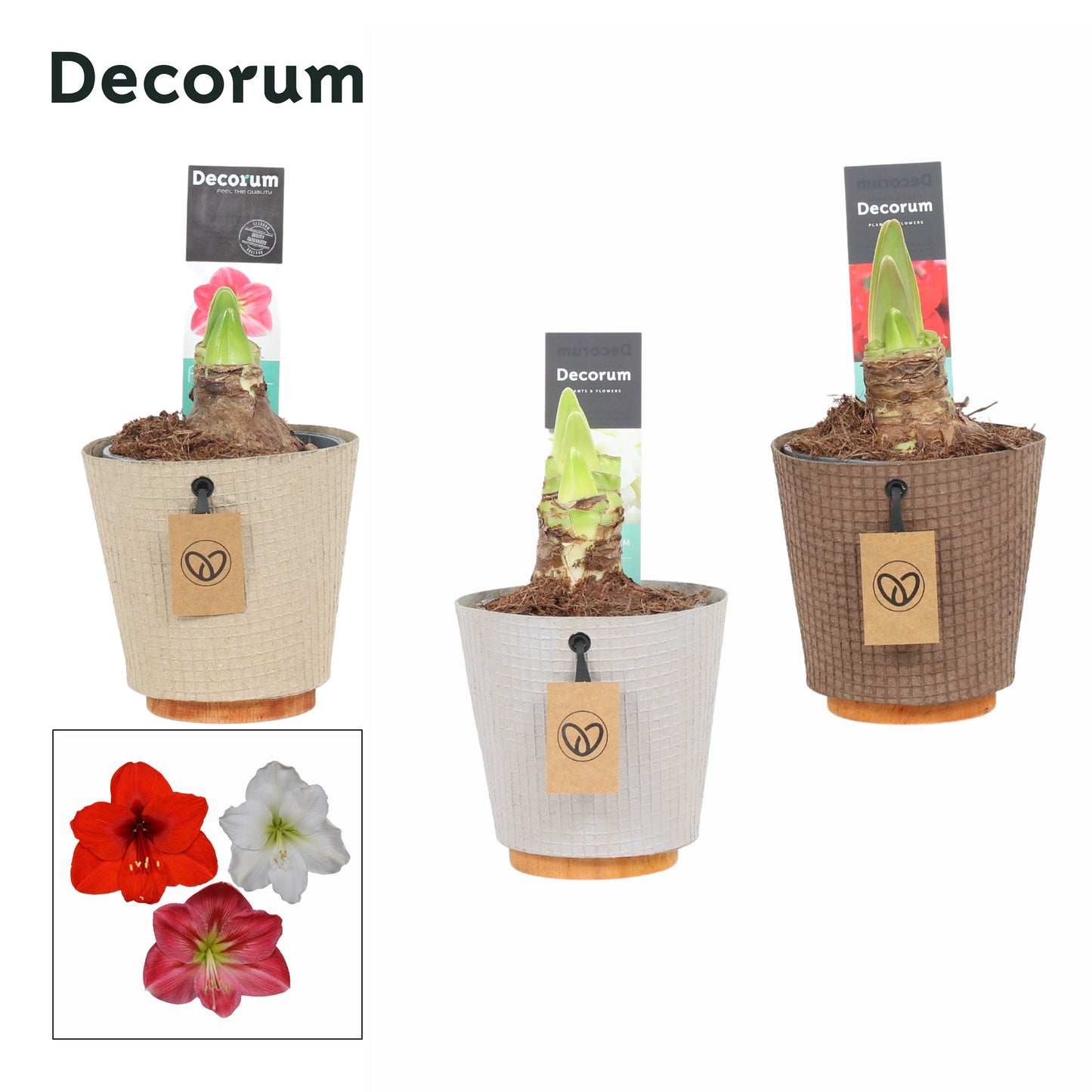 Hippeastrum 20cm 12cm Pot