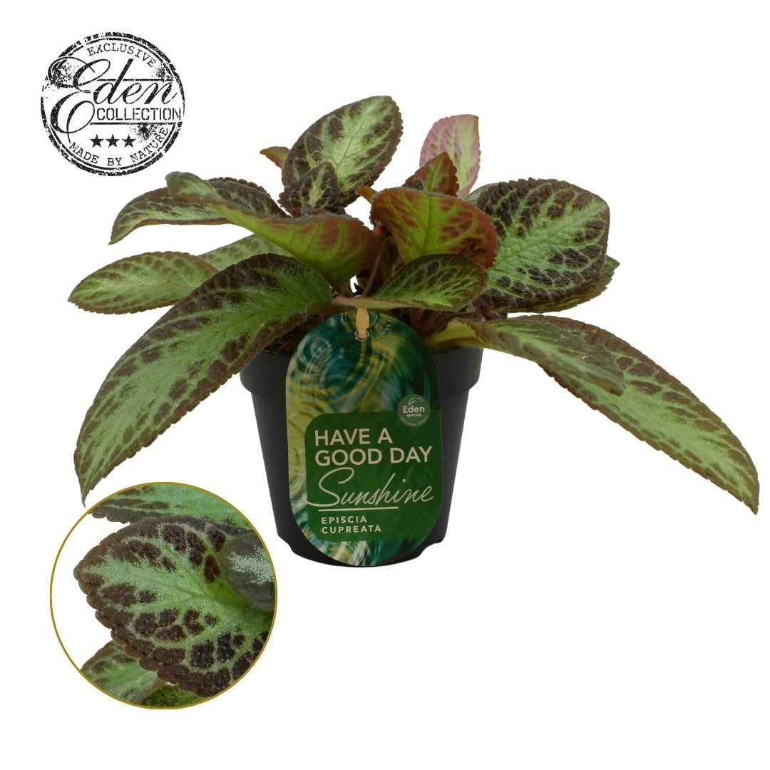 Episcia cup. Zebra 20cm 12cm Pot