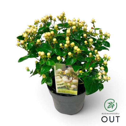 Hypericum Miracle Blizz 45cm 17cm Pot