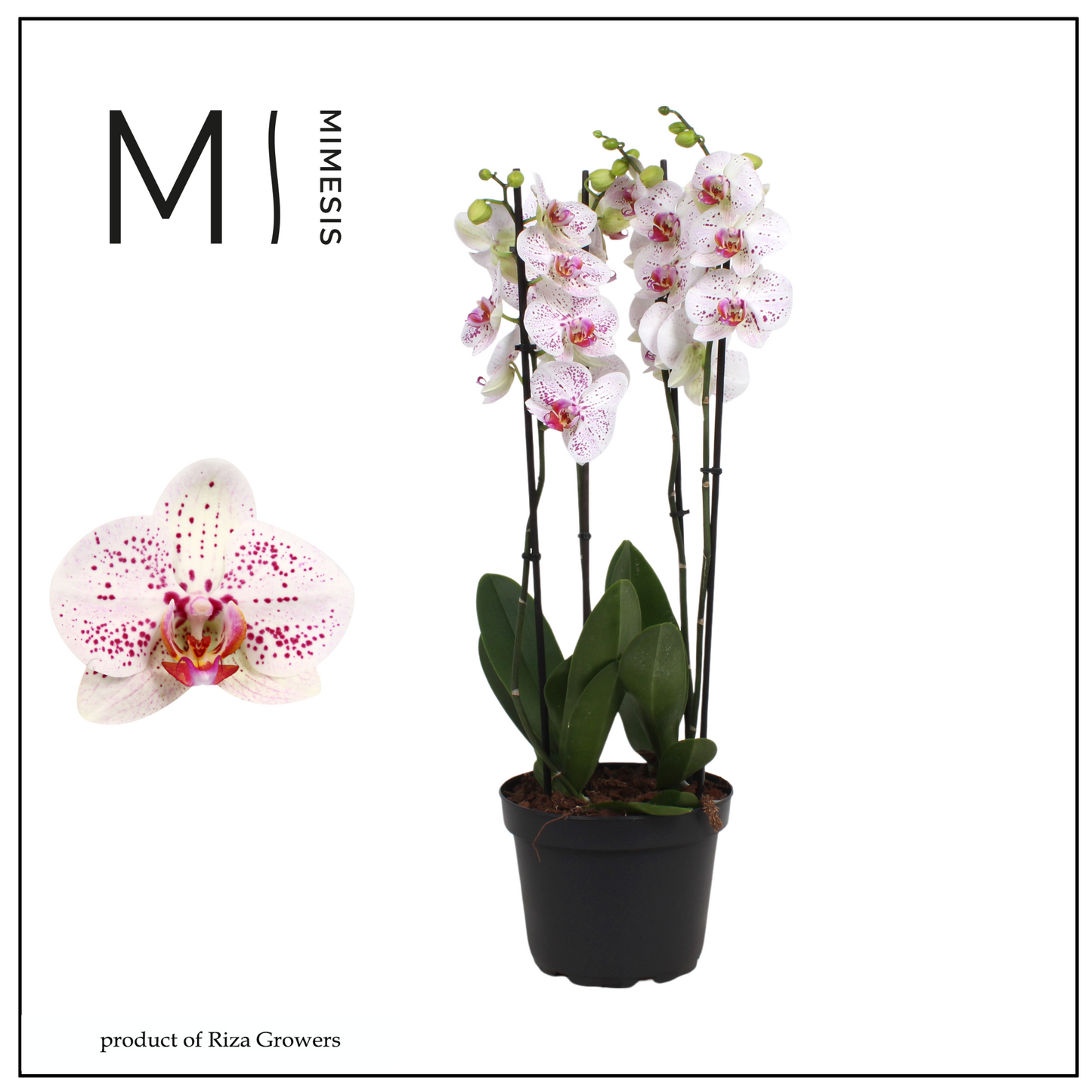 Riza Ter Laak Orchios Phalaenopsis Bohemian Goya Pack of 2
