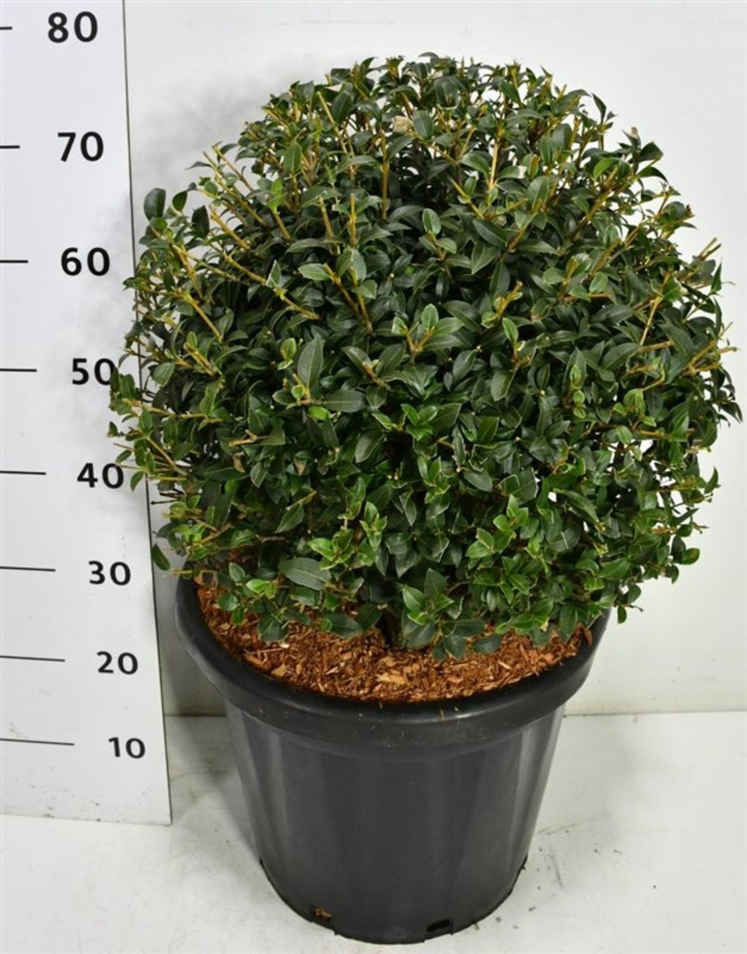 Osmanthus burkwoodii 80cm 38cm Pot