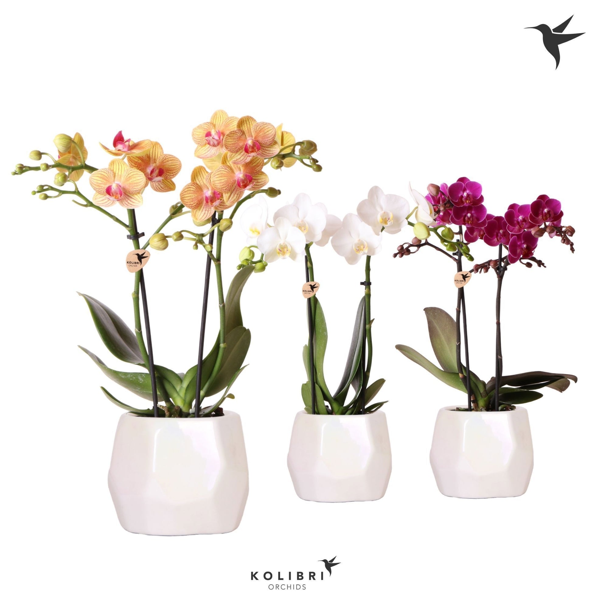 OK Plant Phalaenopsis mix ceramic Pack of 5
