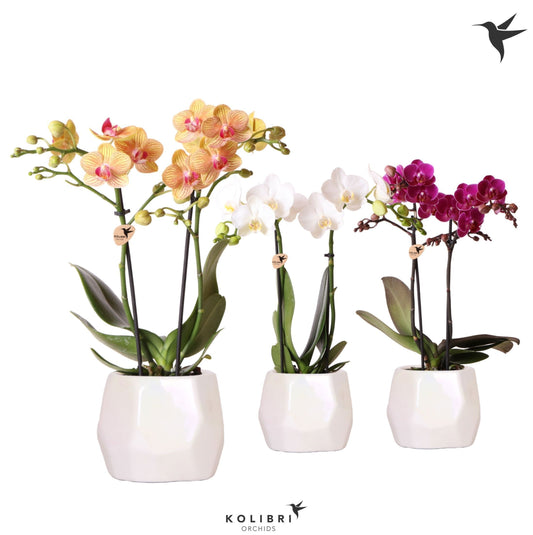 OK Plant Phalaenopsis mix ceramic Pack of 5