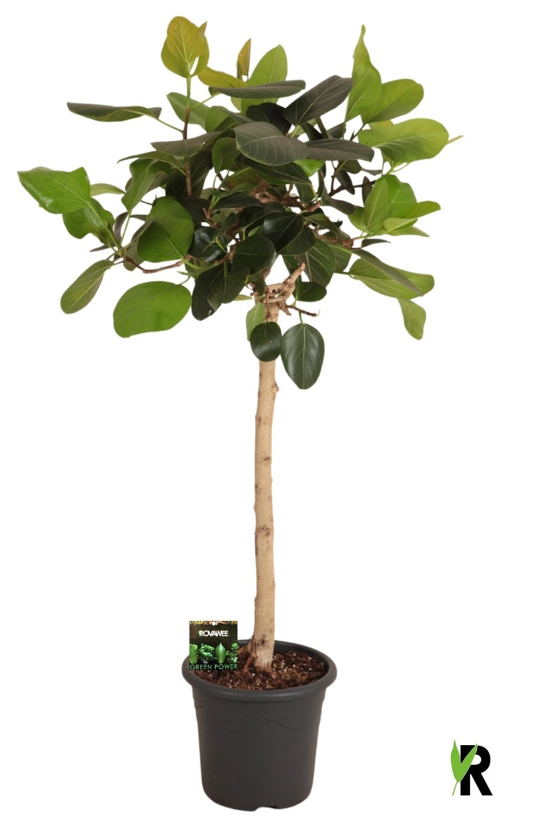 Ficus benghalensis 140cm 32cm Pot