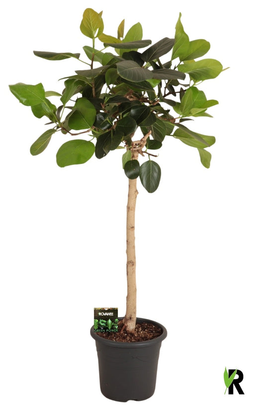 Ficus benghalensis 140cm 32cm Pot