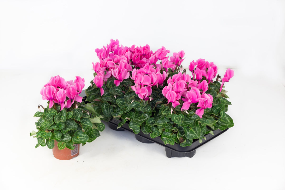 Cyclamen Allure pink 20cm 10.5cm Pot
