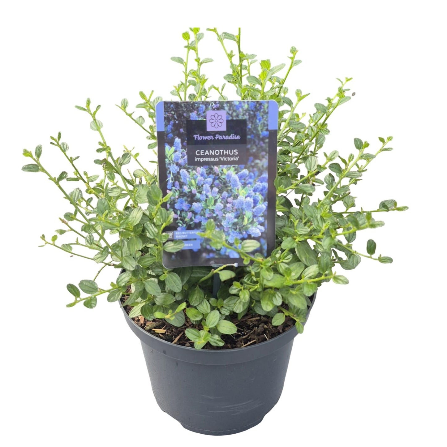Ceanothus Victoria 40cm 23cm Pot