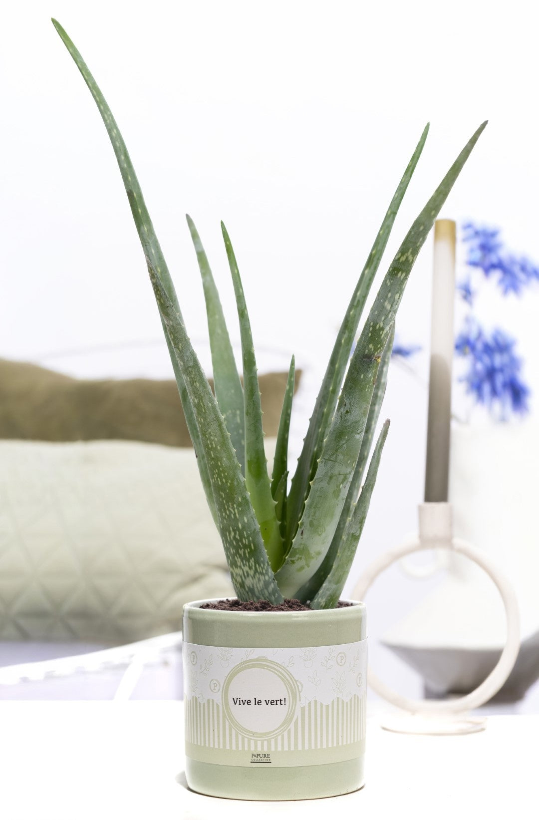 Aloe vera 40cm 12cm Pot