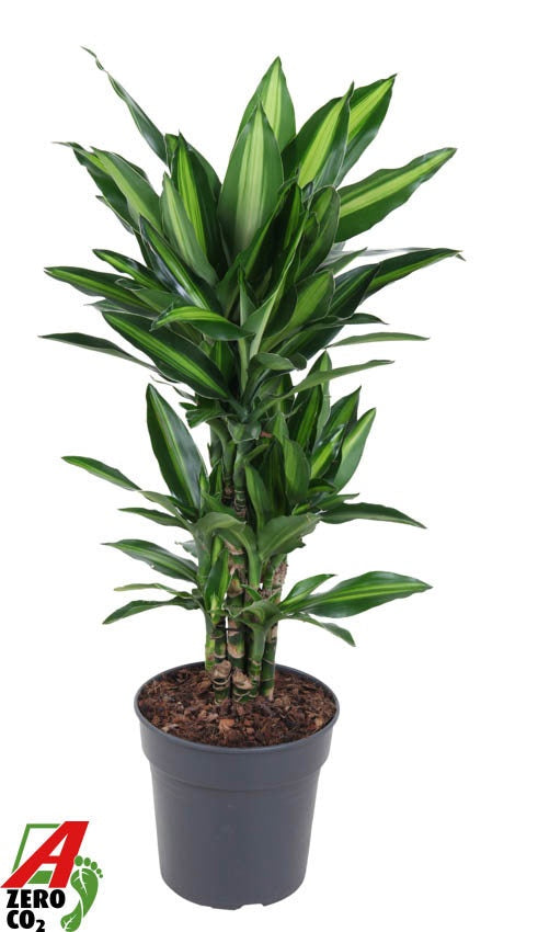 Dracaena fragrans 70cm 21cm Pot