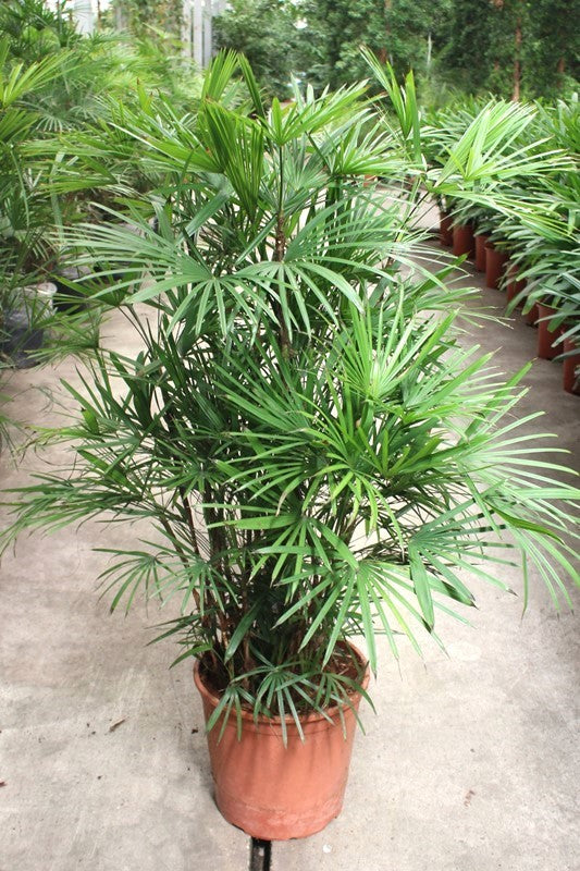 Rhapis 140cm 30cm Pot