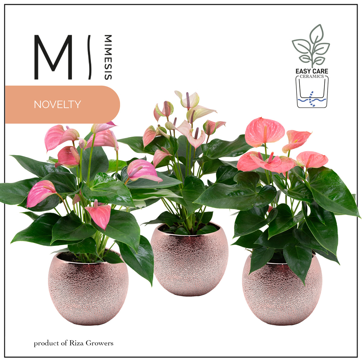 Anthurium mix 45cm 12cm Pot
