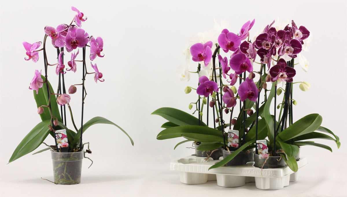 Phalaenopsis mix 55cm 12cm Pot