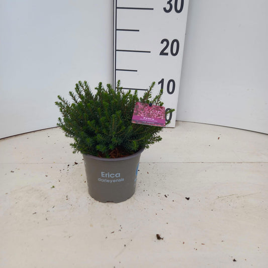 Erica Jenny Porter 15cm 12cm Pot