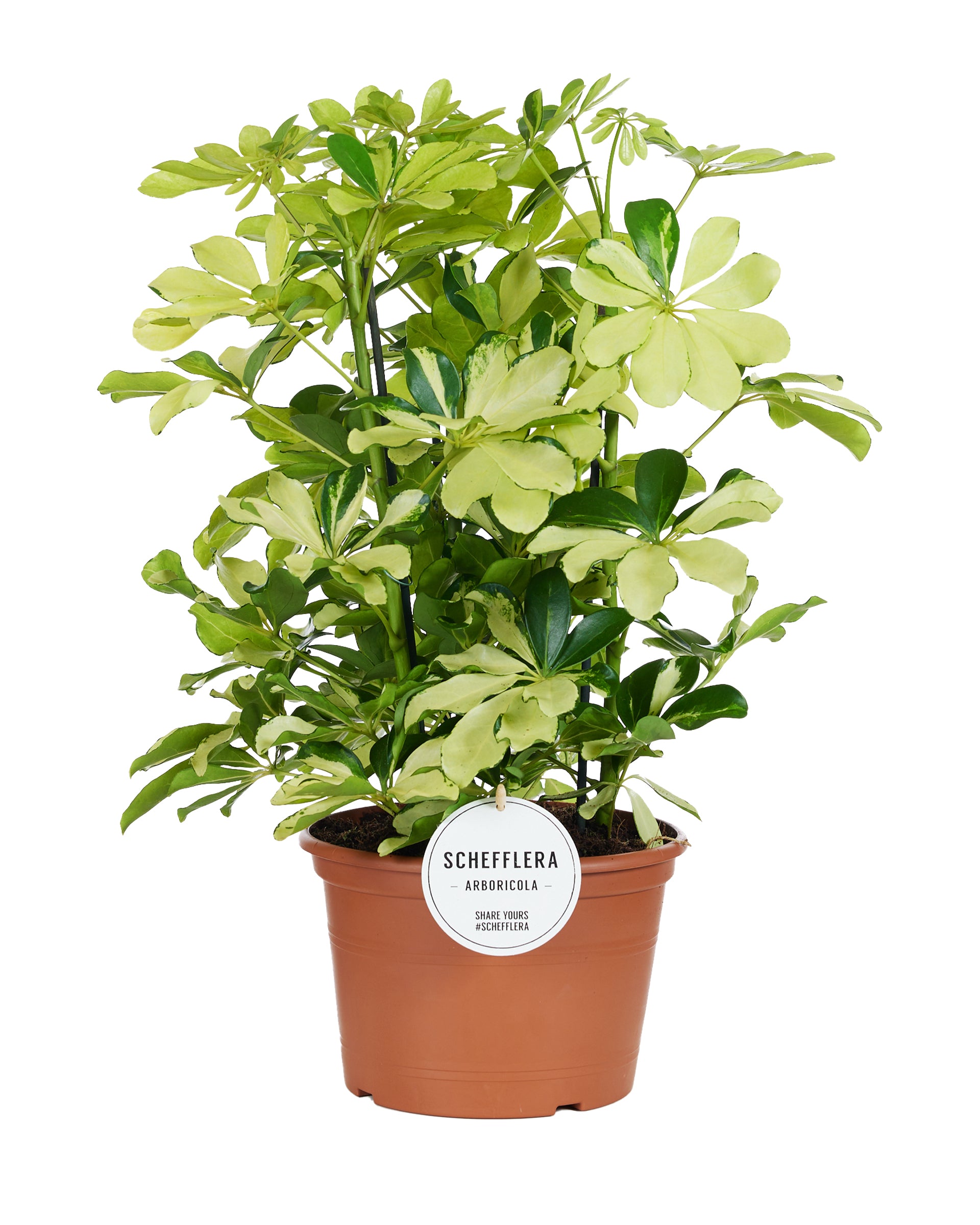 Mostert Nieuwerkerk BV Schefflera Melanie Pack of 3