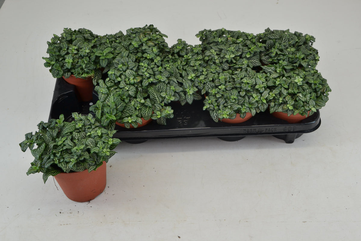 Fittonia verschaffeltii 20cm 12cm Pot