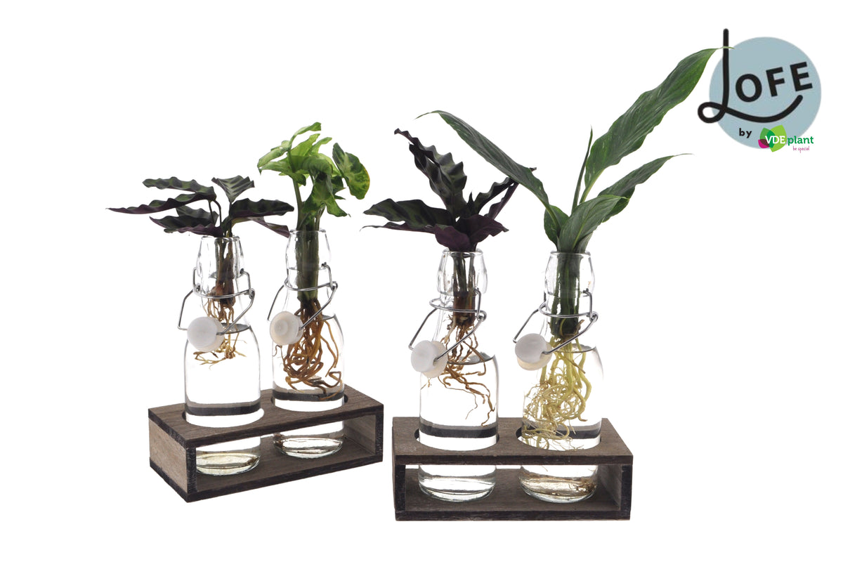 Foliage houseplants mix 25cm 7cm Pot