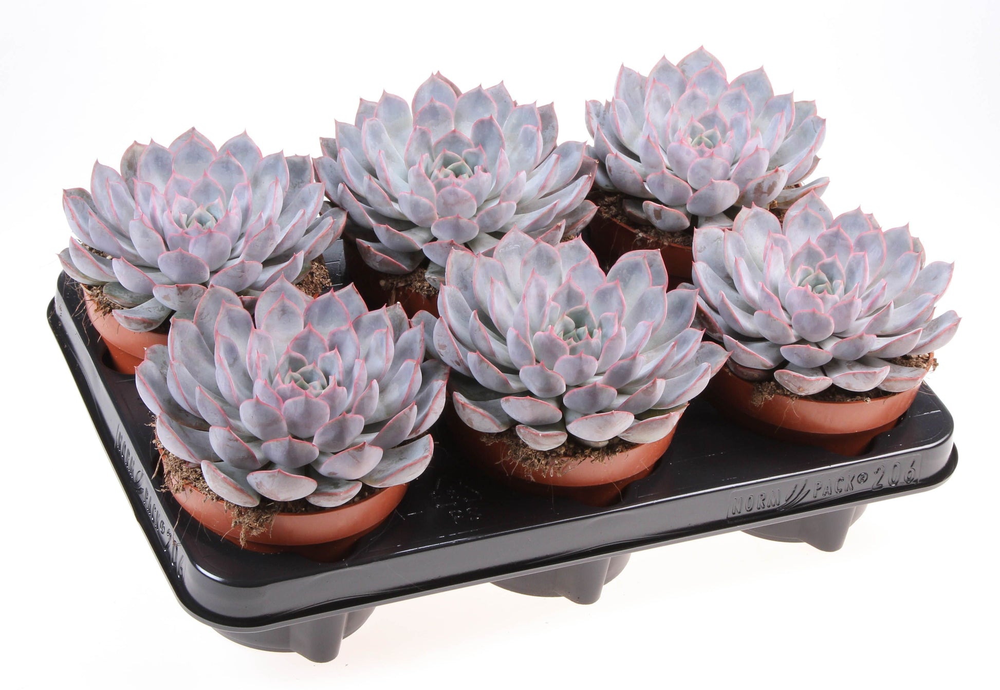 Euro Cactus Holland Bv Echeveria Summer Pack of 6