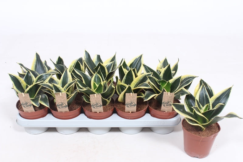 Sansevieria Golden Hahnii 25cm 12cm Pot