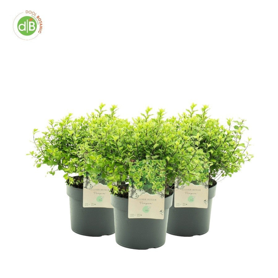 Pittosporum tenuifolium 35cm 19cm Pot