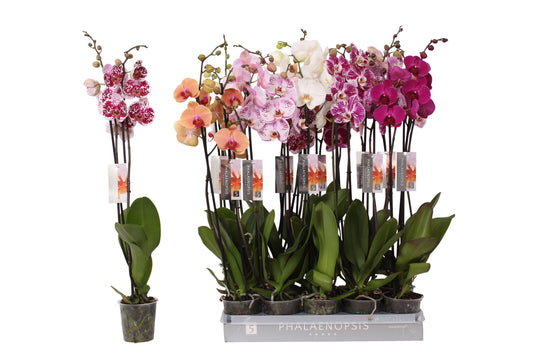 Phalaenopsis mix 80cm 12cm Pot