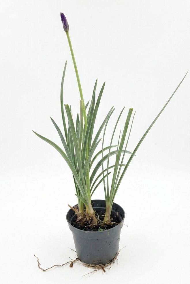Tulbaghia violacea 30cm 9cm Pot