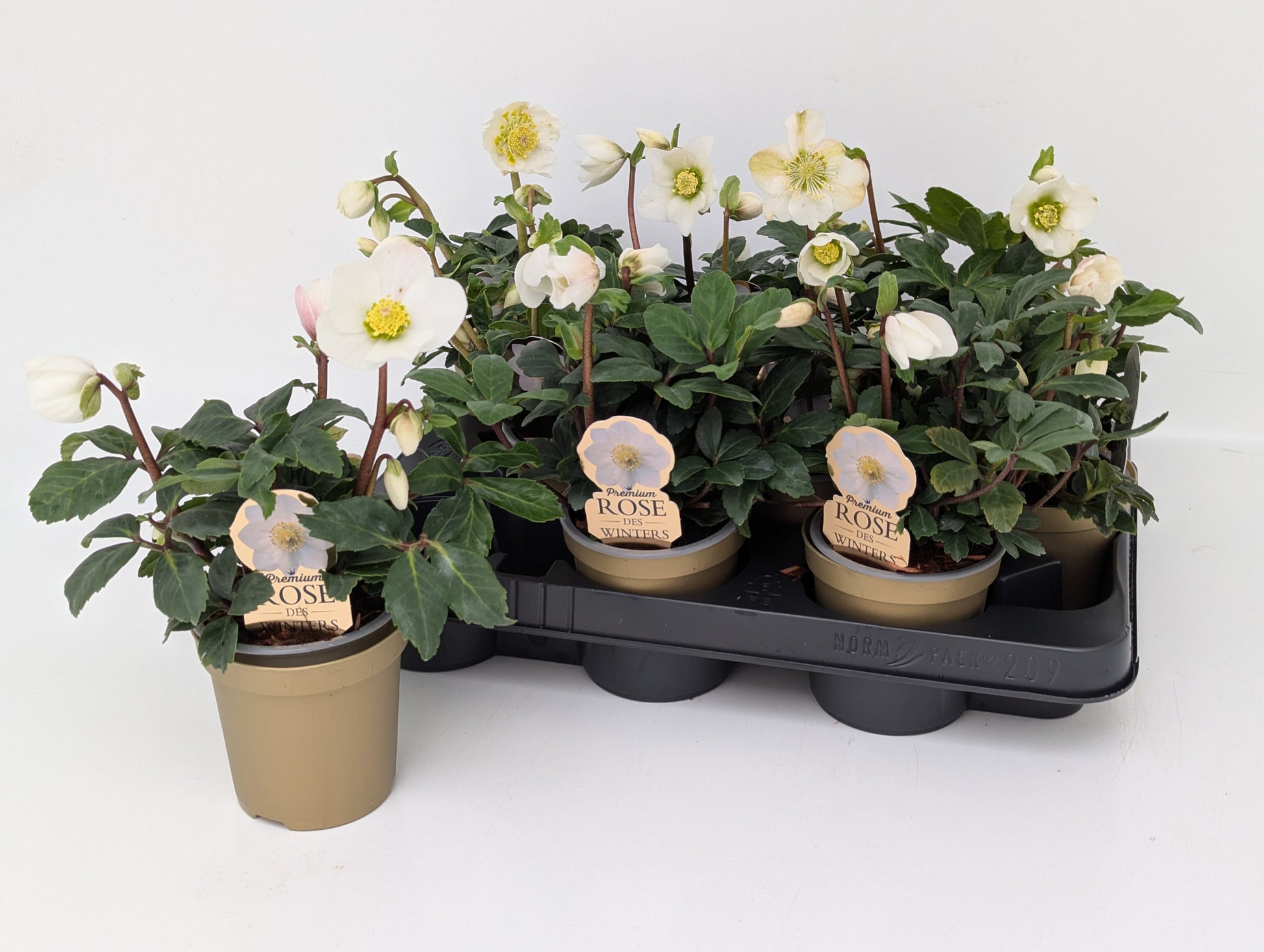 Helleborus niger Christmas Carol 25cm 9cm Pot