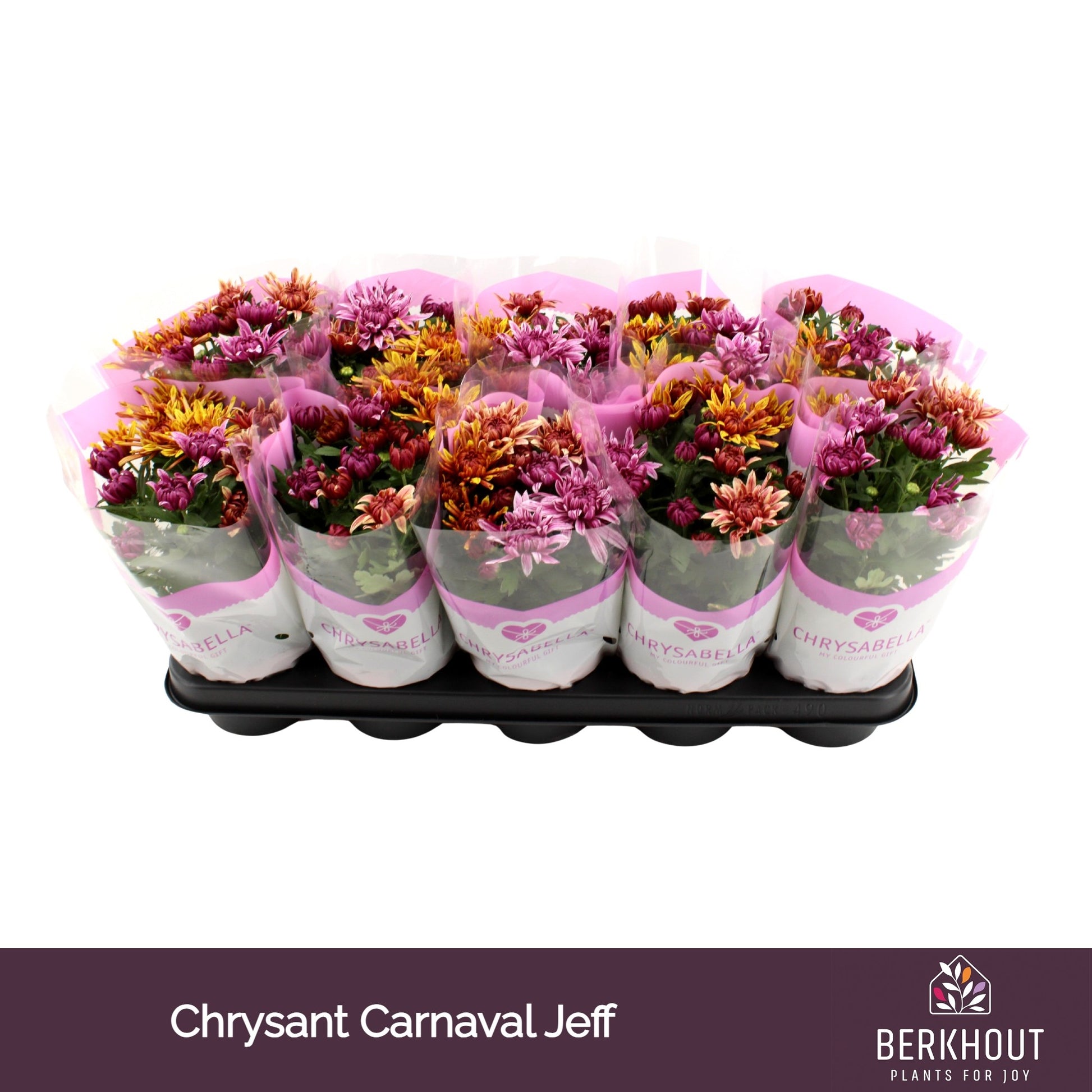 Chrysanthemum Artistic Jeff carnaval 23cm 12cm Pot