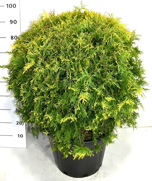 Thuja occidentalis Golden Globe 100cm 40cm Pot
