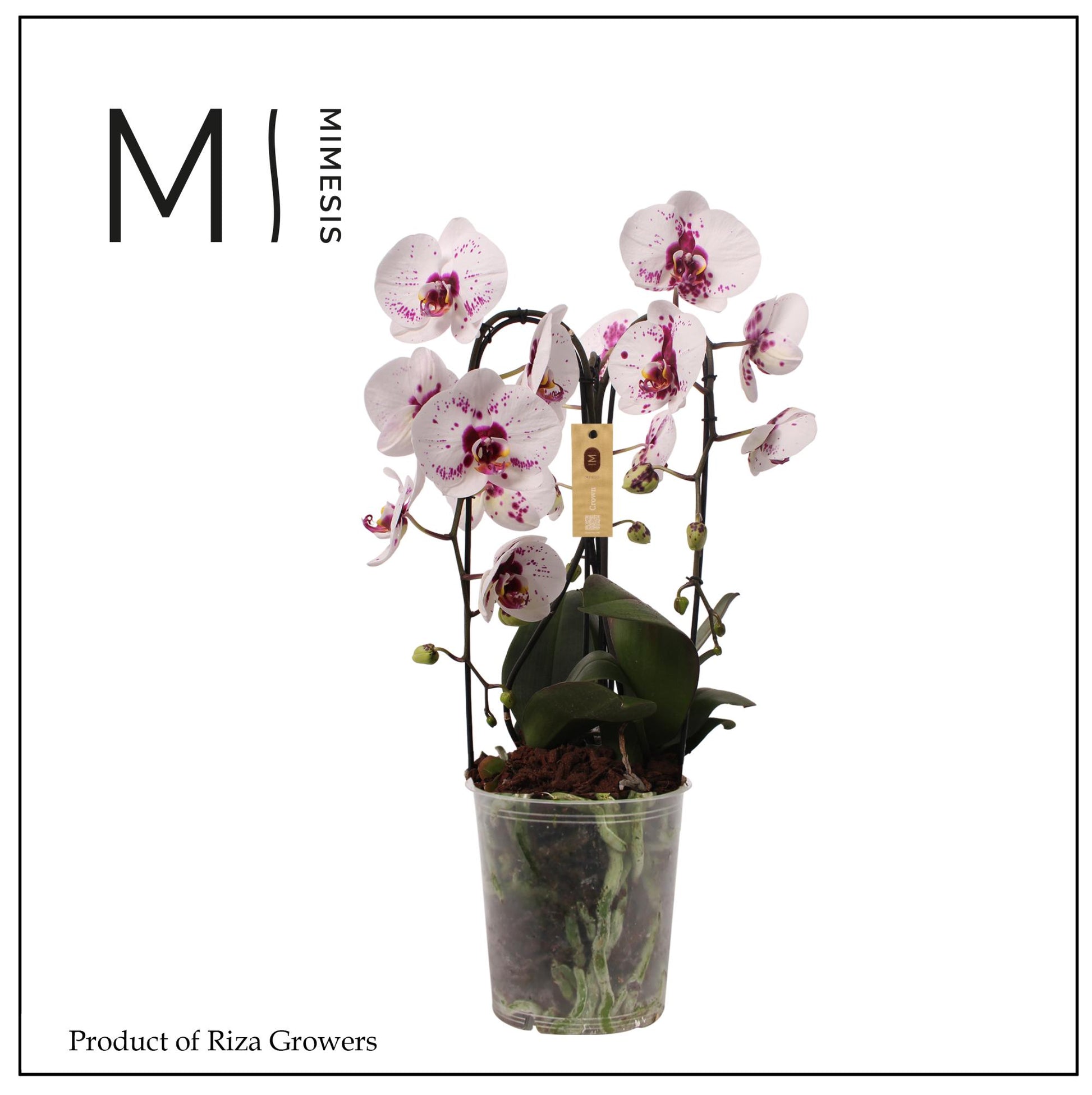 Phalaenopsis white 65cm 21cm Pot