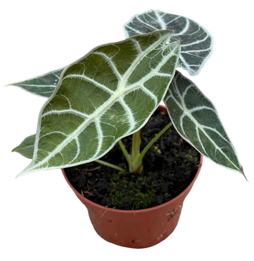 Alocasia amazonica 15cm 10.5cm Pot