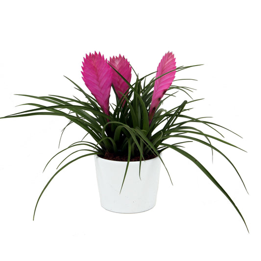 Tillandsia cyanea 30cm 12cm Pot