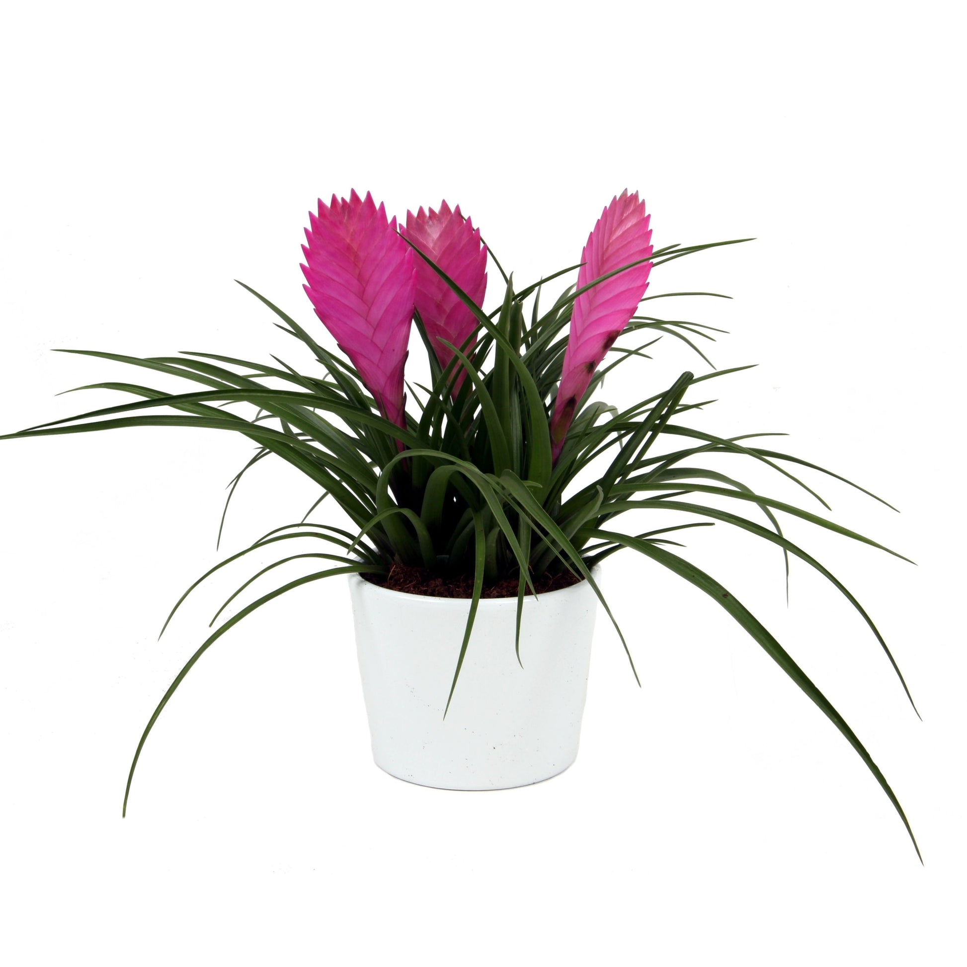 Tillandsia cyanea 30cm 12cm Pot