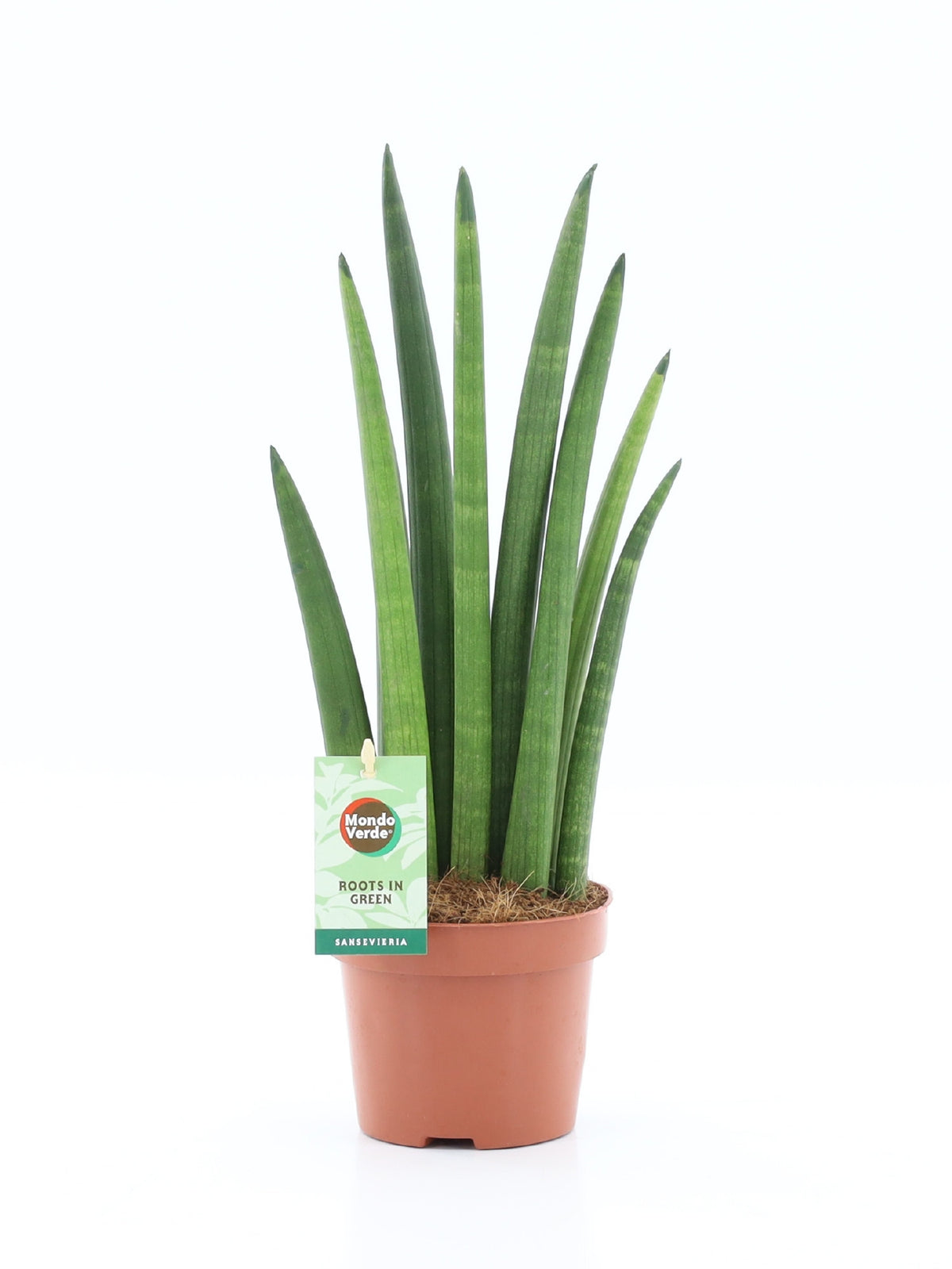 Sansevieria bacularis Musica 35cm 12cm Pot