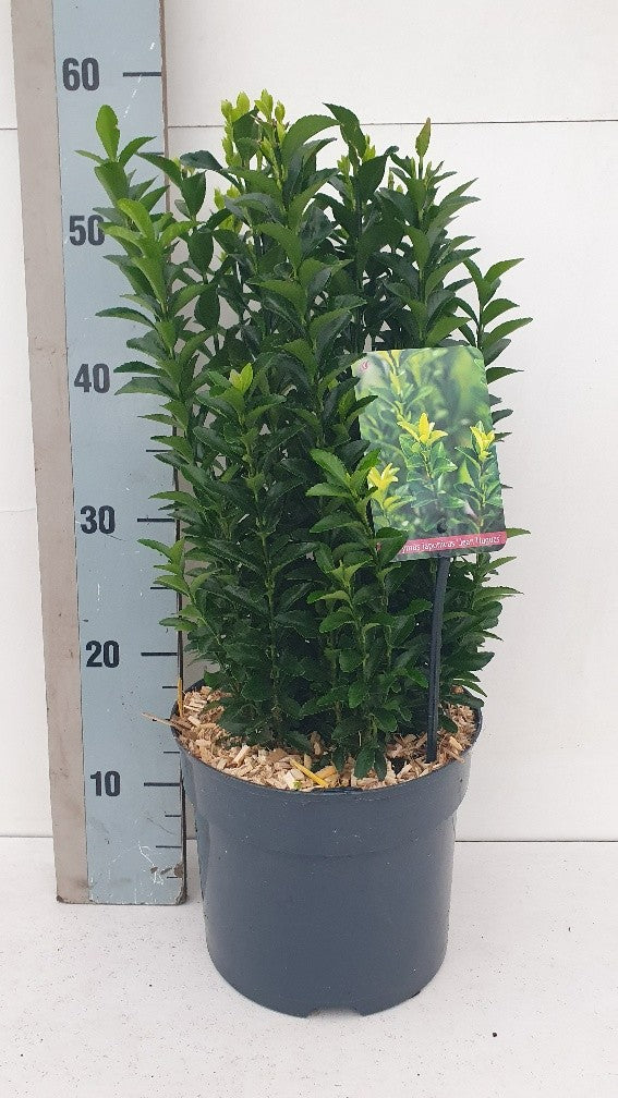Euonymus Jean Hugues 55cm 23cm Pot