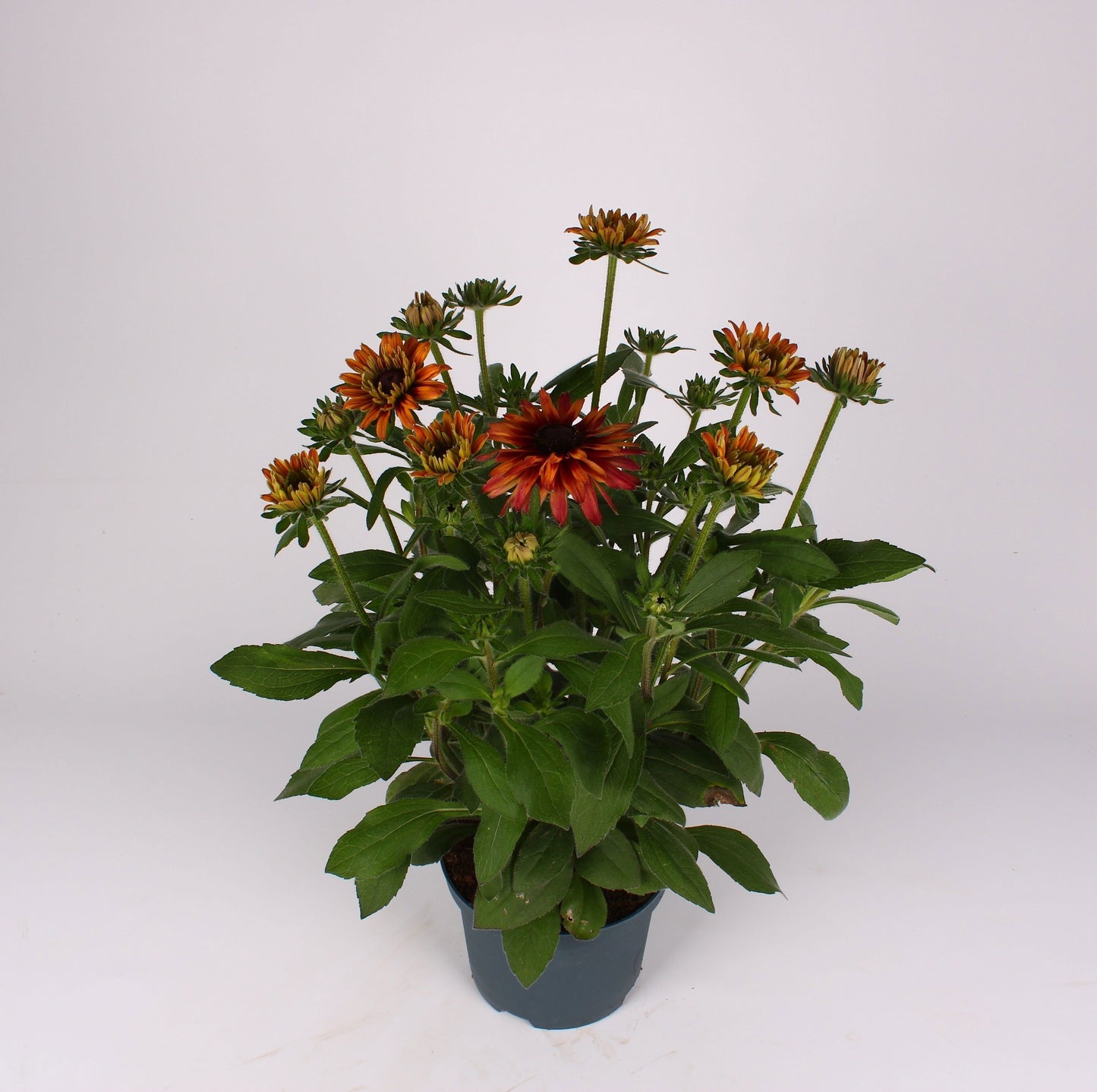 Sunbeckia Grafiti Caramel 55cm 19cm Pot