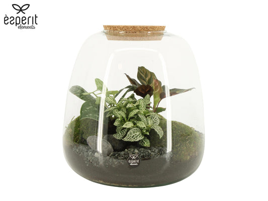 Glass Terrarium 25cm 23cm Pot