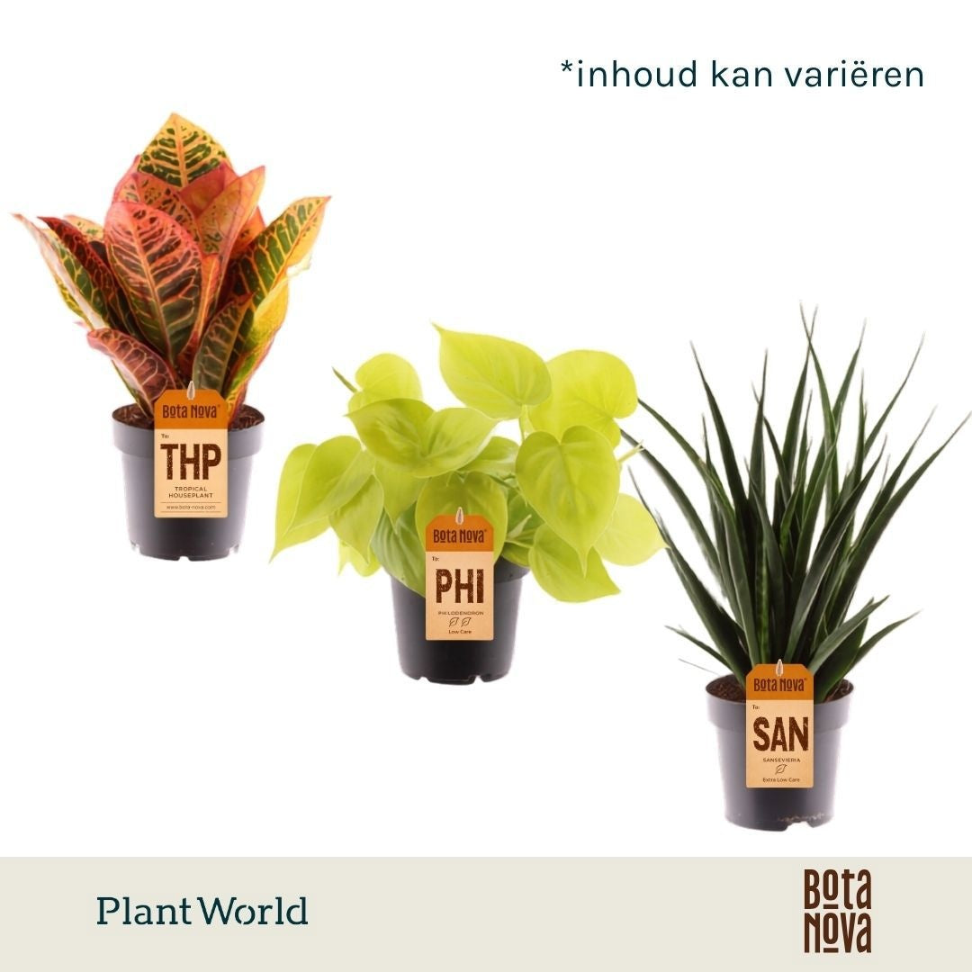 Foliage houseplants mix 25cm 12cm Pot