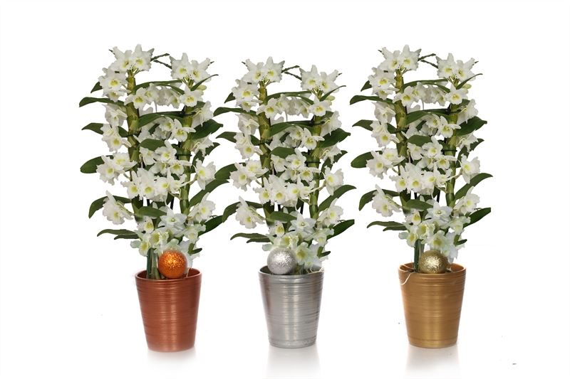 Dendrobium Apollon 50cm 12cm Pot