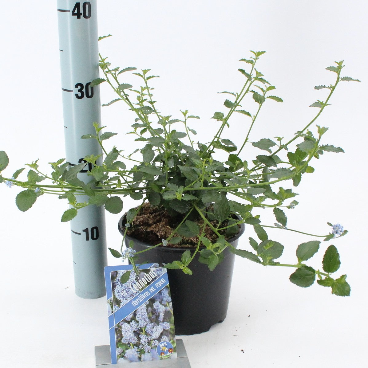 Ceanothus thyrsiflorus repens 25cm 17cm Pot