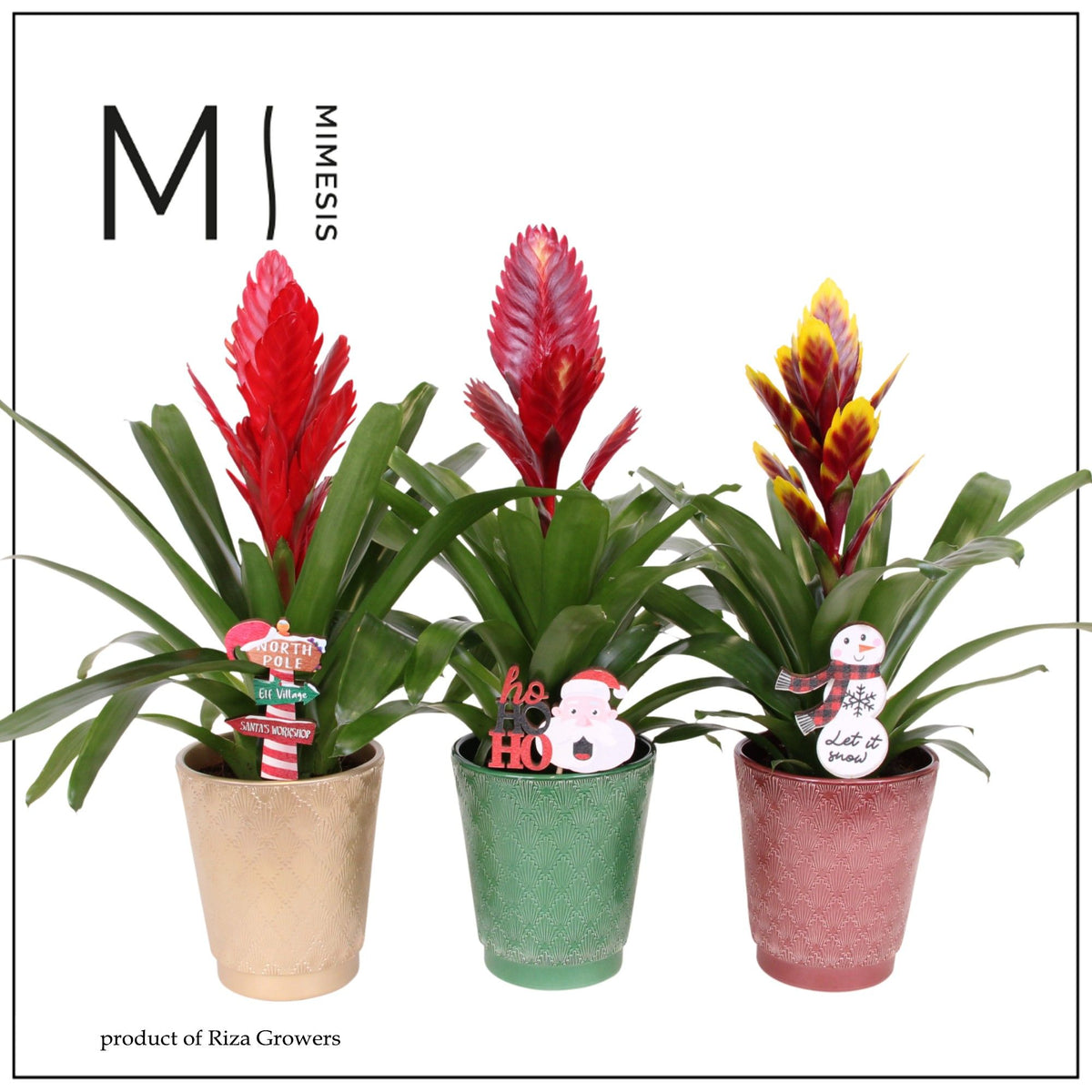 Vriesea mix 45cm 12cm Pot