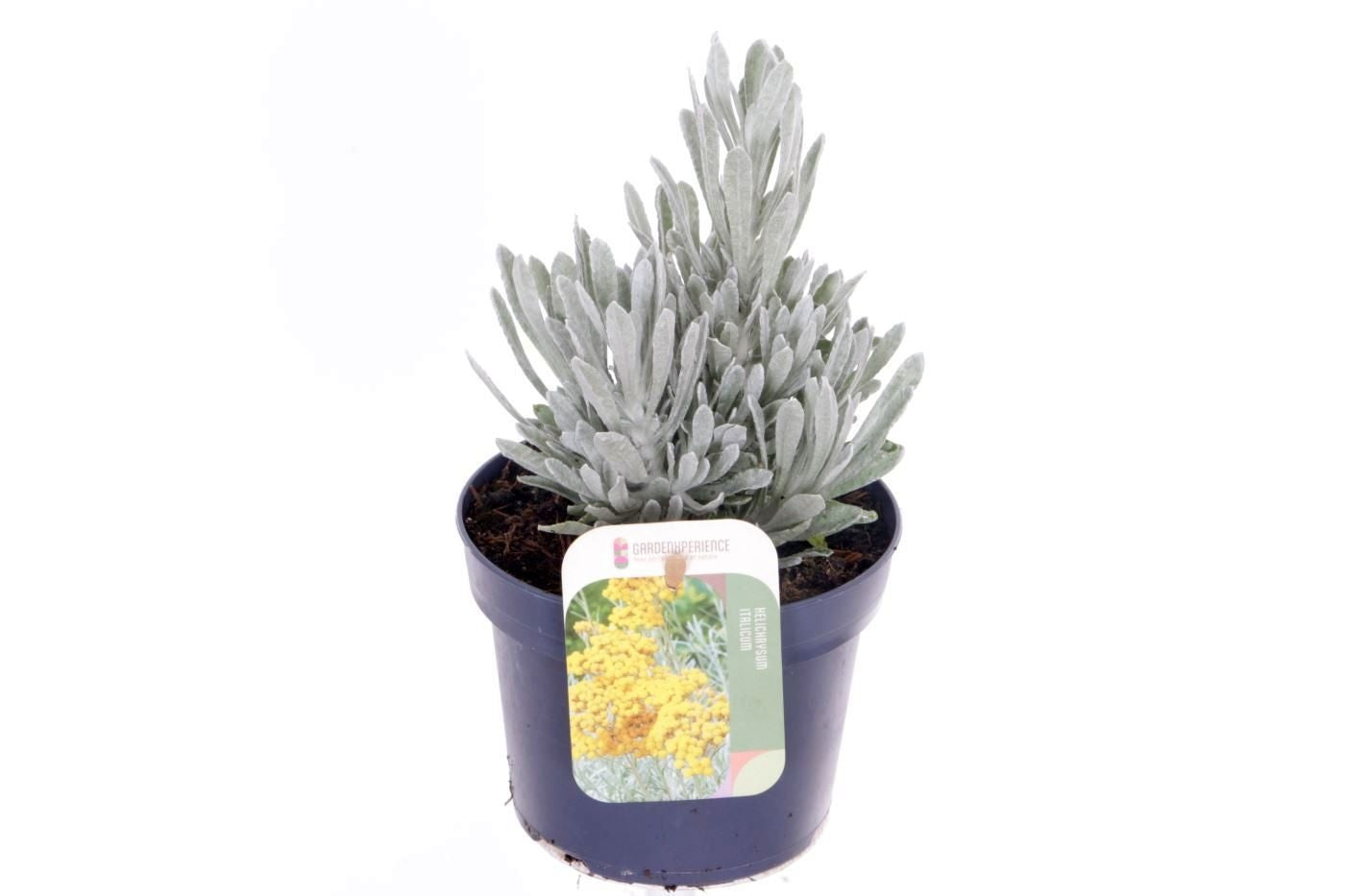 Helichrysum Silvio Bushy 25cm 13cm Pot