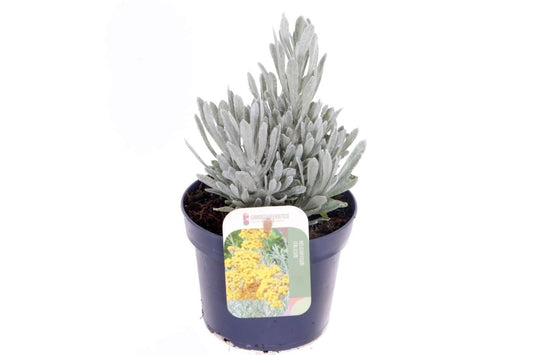 Helichrysum Silvio Bushy 25cm 13cm Pot