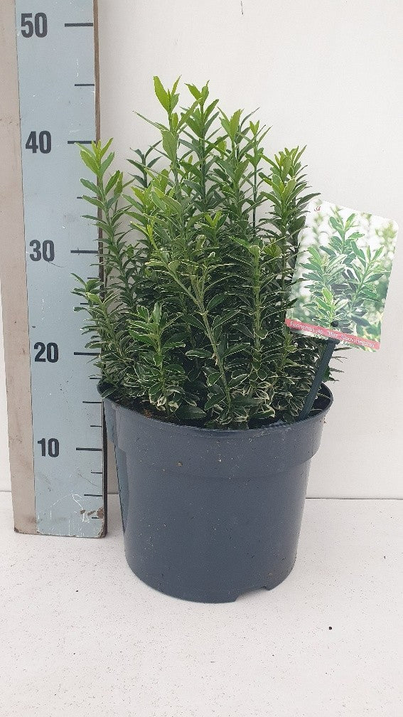 Roessel Tuinpl. VOF, B. v. Euonymus japonicus Microphyllus Albovariegatus Pack of 1