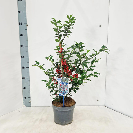 Ilex mes. Blue Princess 80cm 19cm Pot