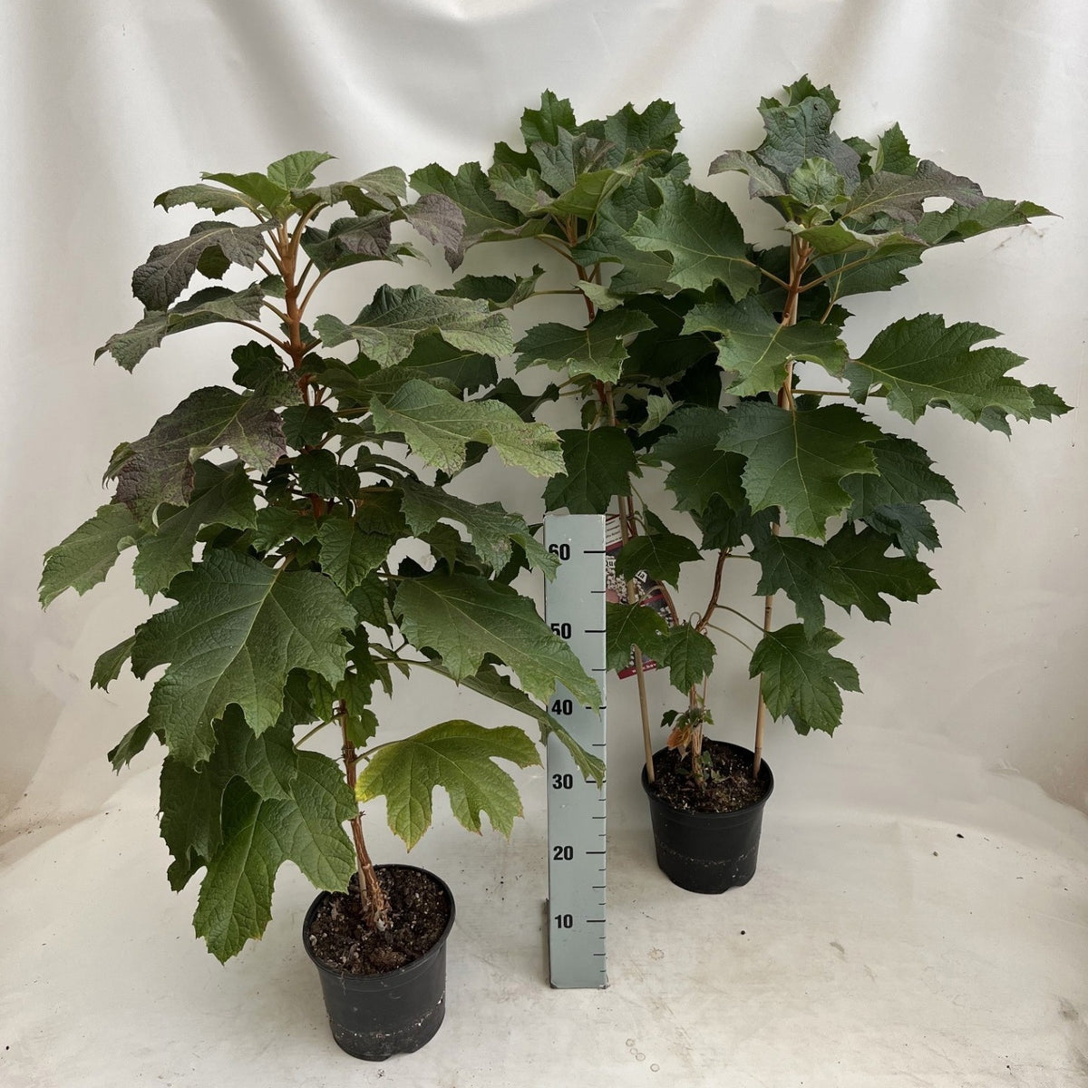 Hydrangea quercifolia 100cm 19cm Pot
