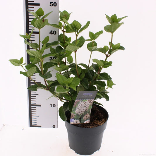 Viburnum tinus 40cm 17cm Pot