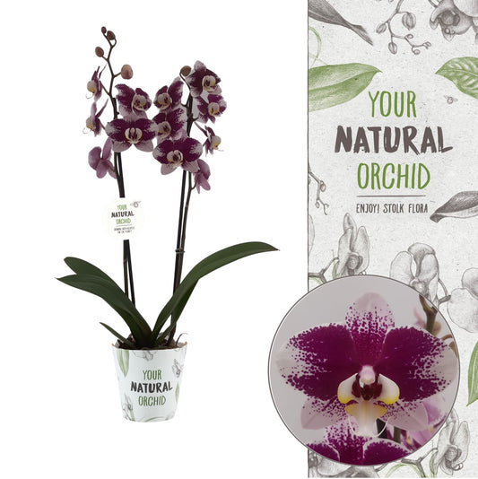 Phalaenopsis Barcelona 60cm 12cm Pot